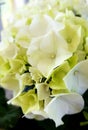 hydrangeas white flowers. Beautiful flowers.