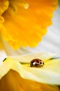 Beauty of nature ladybug in flower