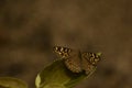 Beauty of nature .lemon pansy  junonia lemonias butterfly sitting on leaf Royalty Free Stock Photo