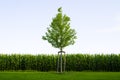 Lone green tree against green corn Royalty Free Stock Photo
