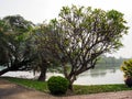 The beauty of nature, a lonely tree waiting to wilt