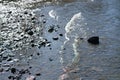 Seaside with wet sand and stones and water with nobody Royalty Free Stock Photo