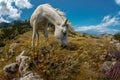 Beauty nature mountain landscape with white horse Royalty Free Stock Photo