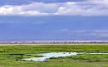 Beauty of nature near Lake Manyara with hippos in valley of Ngorongoro Crater Conservation Area, Tanzania Royalty Free Stock Photo