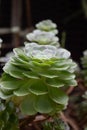 Close up Green Succulent planr Royalty Free Stock Photo