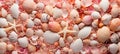 The beauty of nature peach fuzz and coral seashells perfectly arranged on a sandy beach Royalty Free Stock Photo