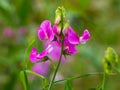 The purple flower of sring vetchling Royalty Free Stock Photo