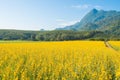 Beautiful view of Sunhemp field Crotalaria Juncea at the foothills of Doi Nang Non mountain in Mae Sai district. Royalty Free Stock Photo