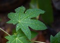 Papaya leaves ,Drop