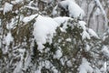 beauty in nature tree with snow Royalty Free Stock Photo