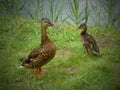 The beauty of nature, two wild ducks at a meeting at the lake