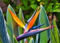 Brightly lit bird of paradise on Maui growing in a garden. Royalty Free Stock Photo