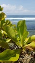 Beauty and nature view at the beauiful beach