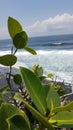 Beauty and nature view at the beauiful beach