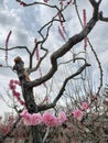 Beauty of Nature in a Winter Blossom