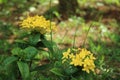 The beauty of the needle flower, the yellow species, the green leaf background, selective focus, nature.