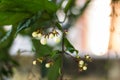 Beauty Nodding Clerodendron