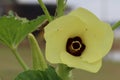 The beauty of okra flowers  yellow bloom Royalty Free Stock Photo