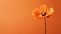 beauty orange backround Royalty Free Stock Photo