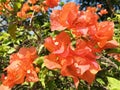 The beauty of orange bougainvillea is blooming in the garden