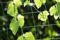 Beauty orange sun light on green leaves shape organic healthy vegetable climbing on nylon net in botany garden Royalty Free Stock Photo