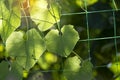 Beauty orange sun light on green leaves shape organic healthy vegetable climbing on nylon net in botany garden Royalty Free Stock Photo