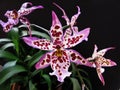Beauty Orchid Beallara Diana Dunn & x27;Mendenhall& x27;hibrid close up