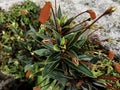 Seemannia sylvatica in the garden