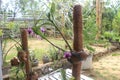 Beauty of ornamental orchid plant on blurred background in the garden.