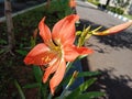 the beauty of ornamental plants flowers Amaryllis Tracheophyta Spermatophytina Angiospermae monocots Asparagales Amaryllidaceae