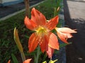 the beauty of ornamental plants flowers Amaryllis Tracheophyta Spermatophytina Angiospermae monocots Asparagales Amaryllidaceae