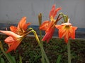 the beauty of ornamental plants flowers Amaryllis Tracheophyta Spermatophytina Angiospermae monocots Asparagales Amaryllidaceae