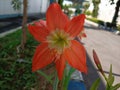 the beauty of ornamental plants flowers Amaryllis Tracheophyta Spermatophytina Angiospermae monocots Asparagales Amaryllidaceae