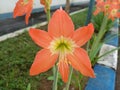 the beauty of ornamental plants flowers Amaryllis Tracheophyta Spermatophytina Angiospermae monocots Asparagales Amaryllidaceae