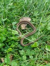 Baby garden snake Royalty Free Stock Photo