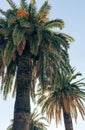 The beauty of palm trees under the blue sky Royalty Free Stock Photo