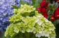 The beauty of Panca Warna Flower Hydrangea macrophylla Royalty Free Stock Photo