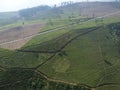 The beauty of the Panorama black tea plantation area Kaligua Paguyangan Brebes Indonesia