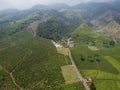 The beauty of the Panorama black tea plantation area Kaligua Paguyangan Brebes Indonesia