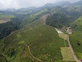 The beauty of the Panorama black tea plantation area Kaligua Paguyangan Brebes Indonesia