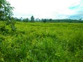 The beauty panorama grass field