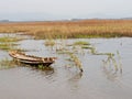 Beauty panorama wrench old boat wild papyrus swamp Royalty Free Stock Photo