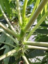 the beauty of papaya flowers is green to brass yellow