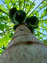 the beauty of the papaya tree and its dense fruit Royalty Free Stock Photo