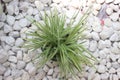 The beauty of paris lily ornamental plant on a white stone background. Royalty Free Stock Photo