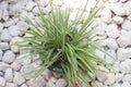 The beauty of paris lily ornamental plant on a white stone background. Royalty Free Stock Photo