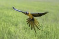 Beauty parrot flying in rice field, action Royalty Free Stock Photo