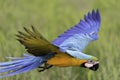 Beauty parrot flying in rice field, action Royalty Free Stock Photo