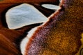 Beauty patterns of butterfly wings, Macro style