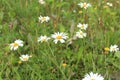 Beauty and peace in a field of daisies.